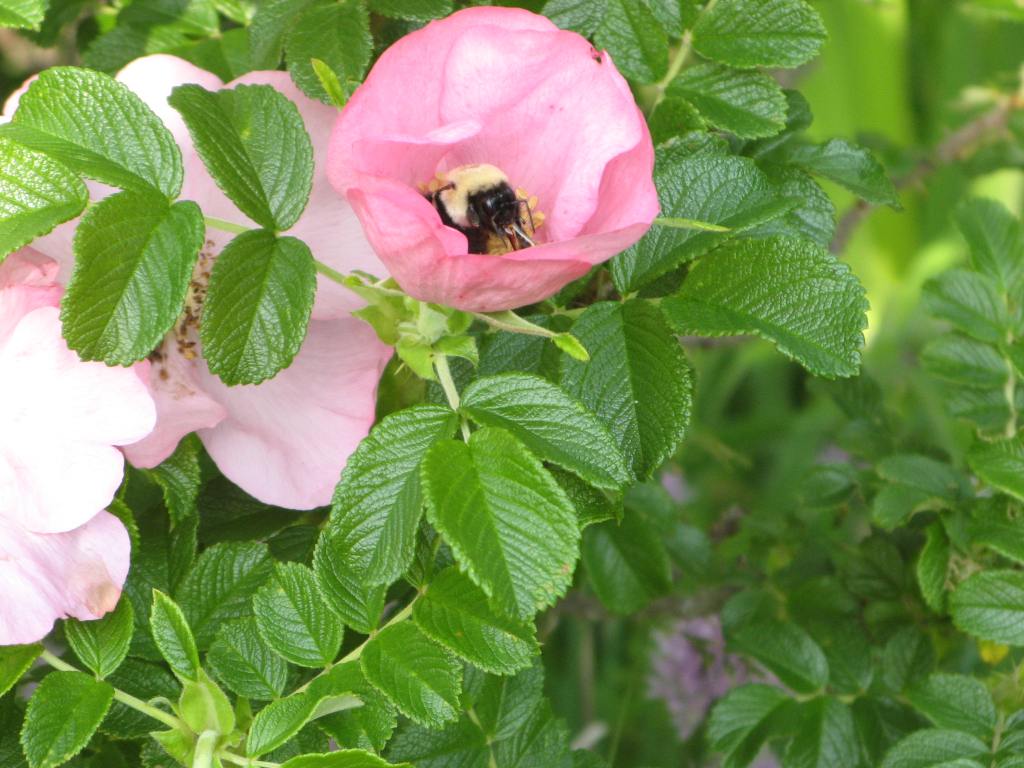 This fragrant, shrub rose is filled with pollinators, with bumble bees being the largest.